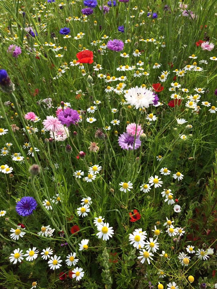 1DiamondAngel ❥─❥⊱♡✿⊱╮♡☆♪ ░L░o░V░e░❥─❥⊱♡✿⊱╮♡☆♪ custom pic 4