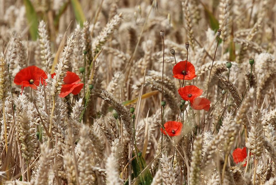 1DiamondAngel LOVE SUMMER TIME👄 custom pic 6