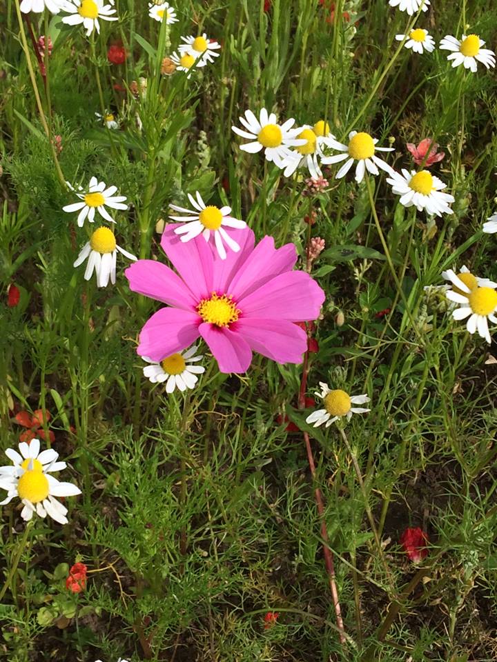 1DiamondAngel ❥─❥⊱♡✿⊱╮♡☆♪ ░L░o░V░e░❥─❥⊱♡✿⊱╮♡☆♪ custom pic 1