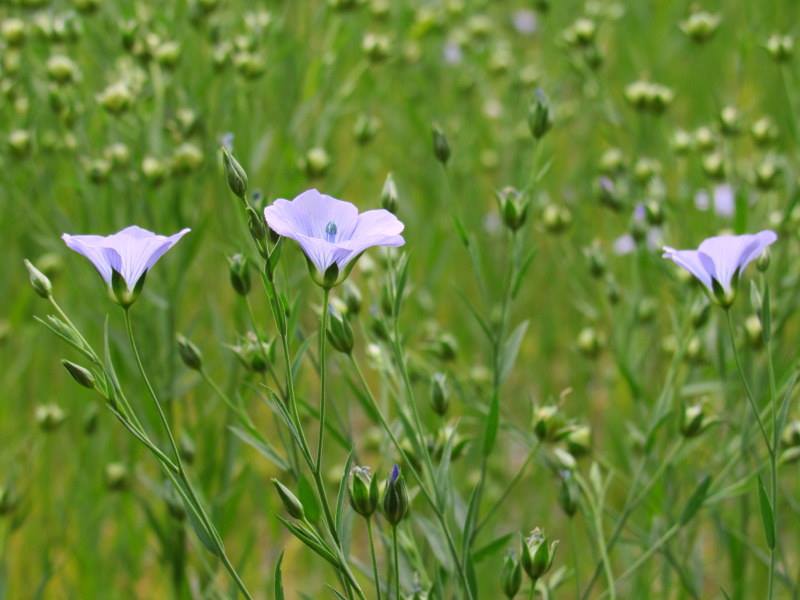 1DiamondAngel LOVE SUMMER TIME👄 custom pic 9