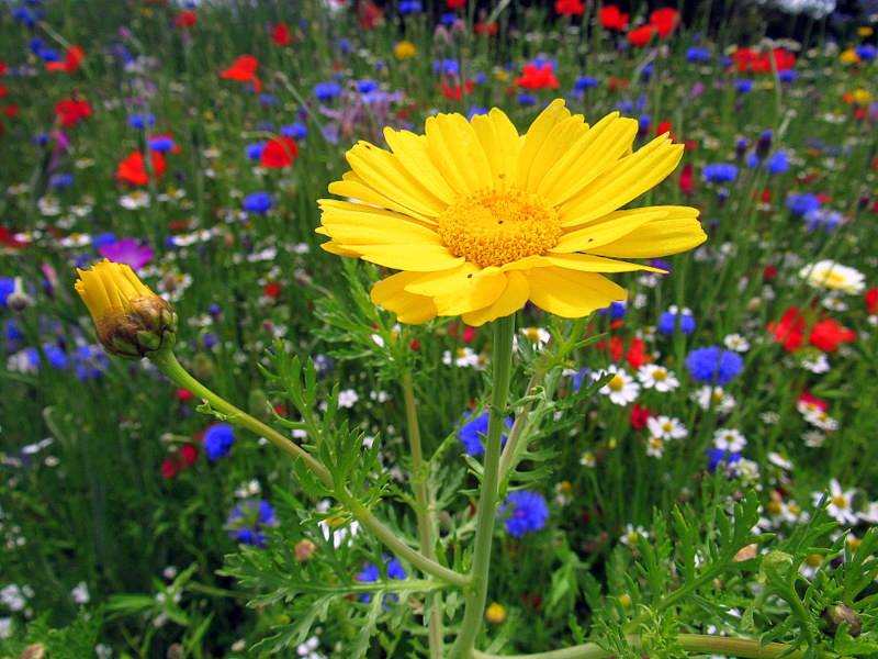 1DiamondAngel ❥─❥⊱♡✿⊱╮♡☆♪ ░L░o░V░e░❥─❥⊱♡✿⊱╮♡☆♪ custom pic 3