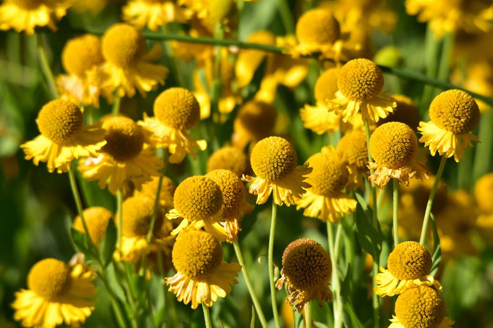 1DiamondAngel Sneezeweed is a unique & showy wildflower that blooms in the late summer or autumn. custom pic 1