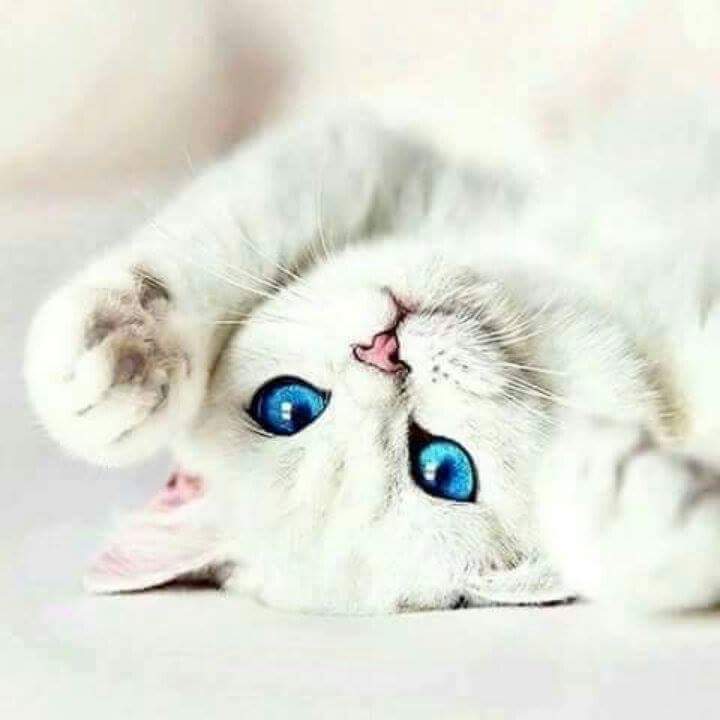 1DiamondAngel Muah 💋 custom pic 2