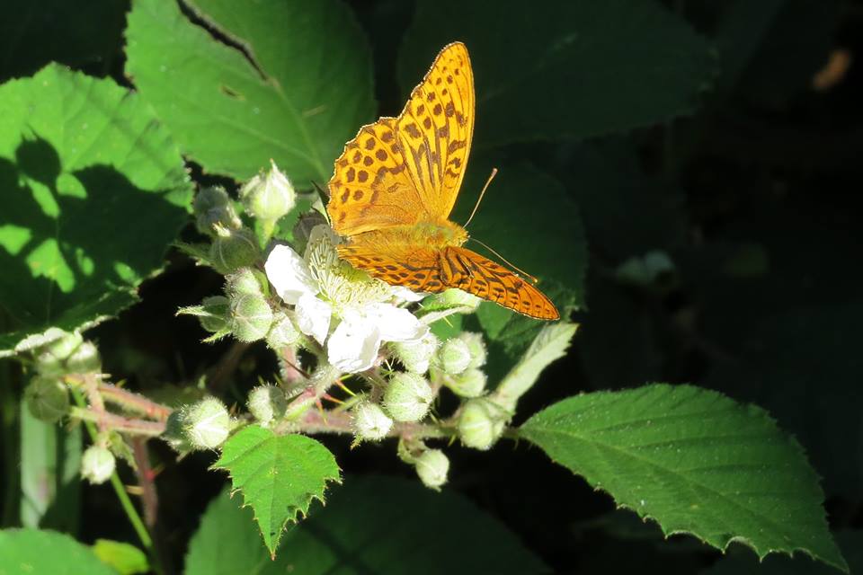 1DiamondAngel LOVE SUMMER TIME👄 custom pic 5