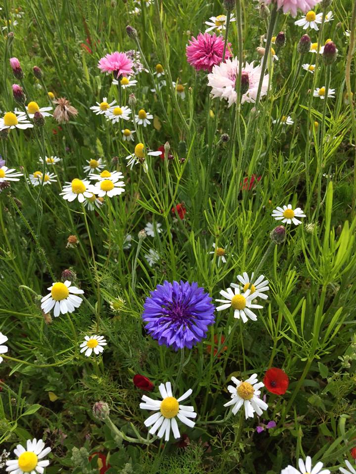 1DiamondAngel ❥─❥⊱♡✿⊱╮♡☆♪ ░L░o░V░e░❥─❥⊱♡✿⊱╮♡☆♪ custom pic 2