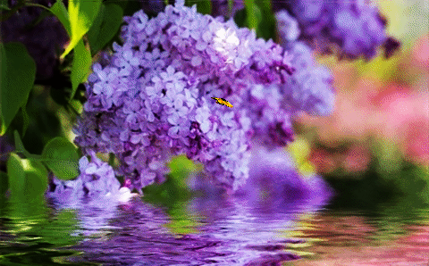 Zagadka55555 I like the smell of lilac image: 1