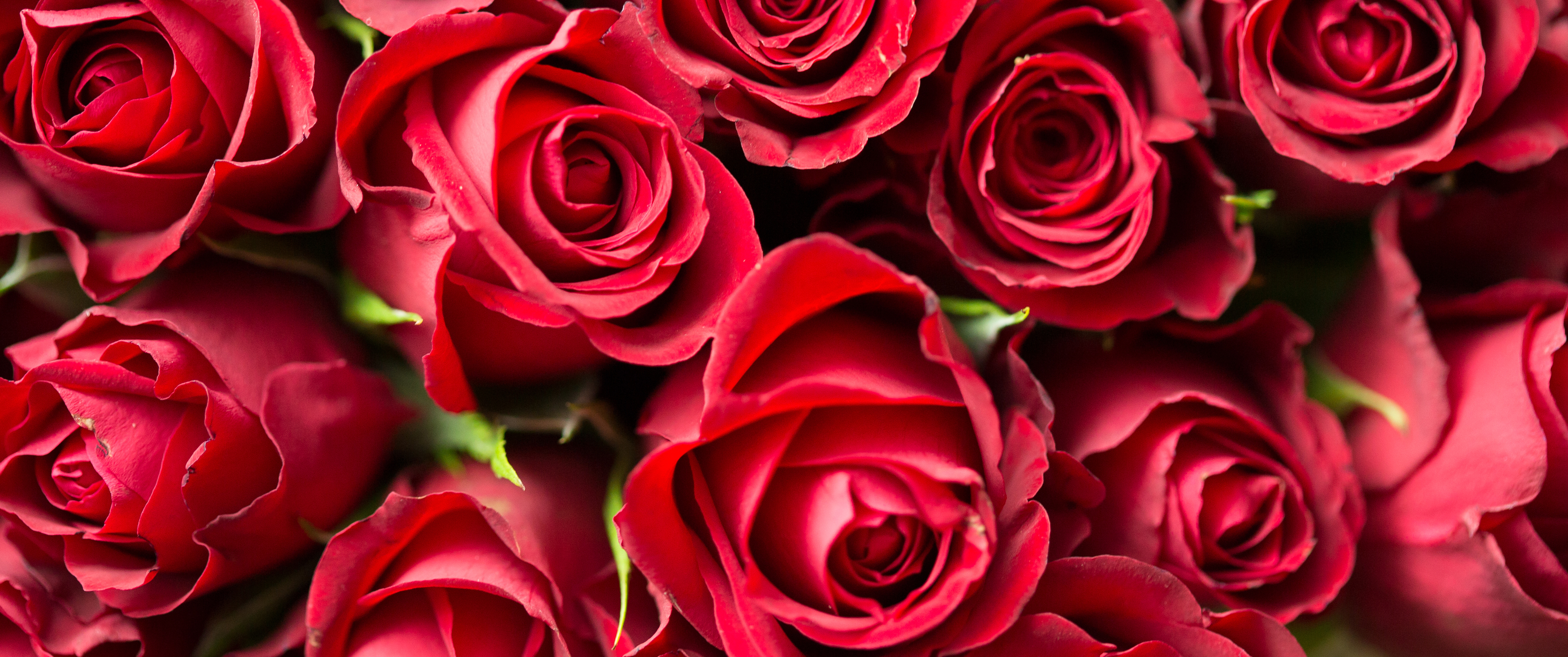 MissPonka Мои любимые зветы - розы! / My favorite flowers are roses! image: 1