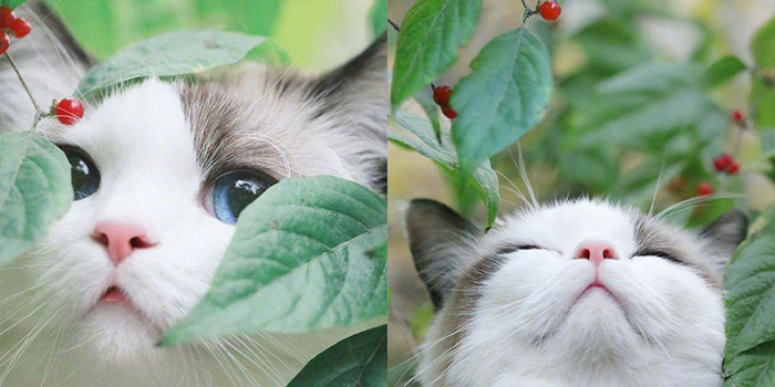 crazzy_cherry I love cats ^^ Обожаю котиков image: 1