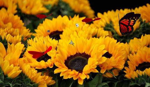 Anabelka054 I really like sunflowers image: 1