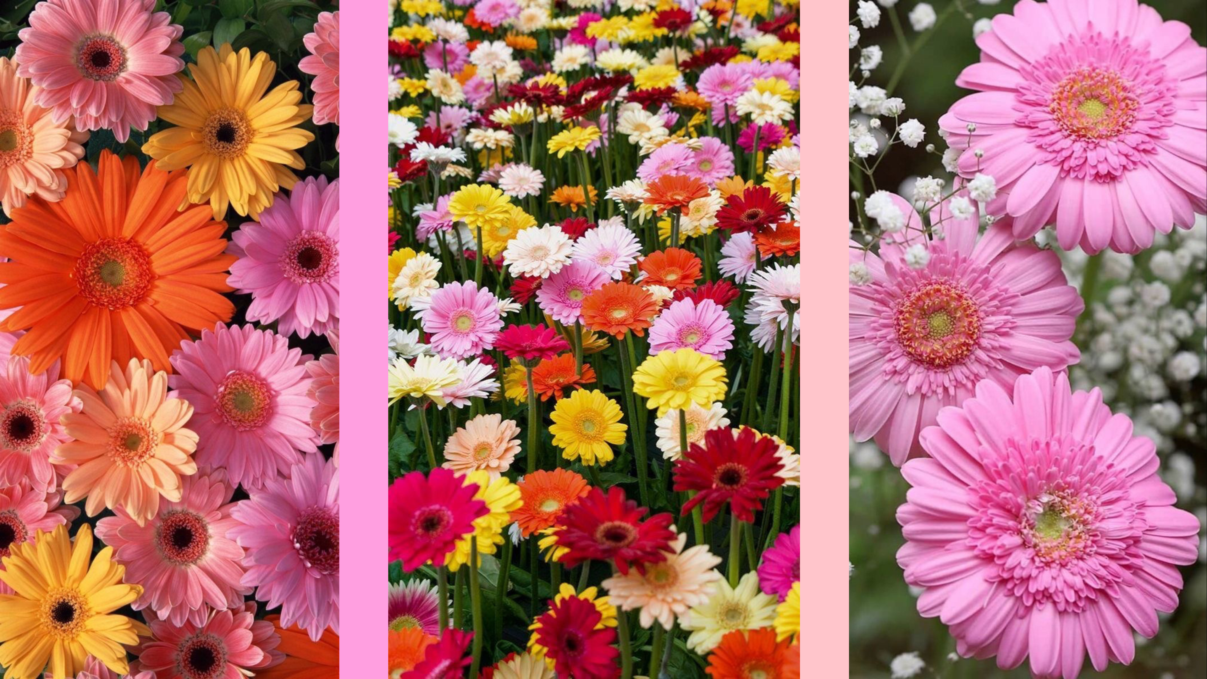 Miranda-Ray Favorite Flowers♥ image: 2