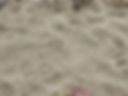 Foot