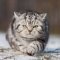 RolfCat