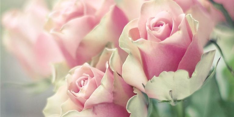 millassa I Love rose Flowers image: 1