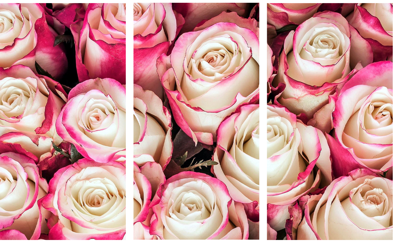 AshleyJones roses image: 1