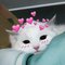 KittyGot