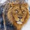 Lion118