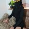 darele-