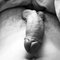 TitaniumDick